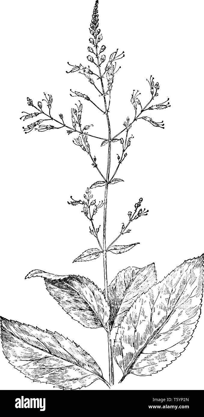 Mauvaises herbes riches (Collinsonia canadensis) est une herbe vivace, plus grand que l'espèce peut atteindre jusqu'à 5 pi. avec grands, ovales, dentées feuilles. Les racines h Illustration de Vecteur