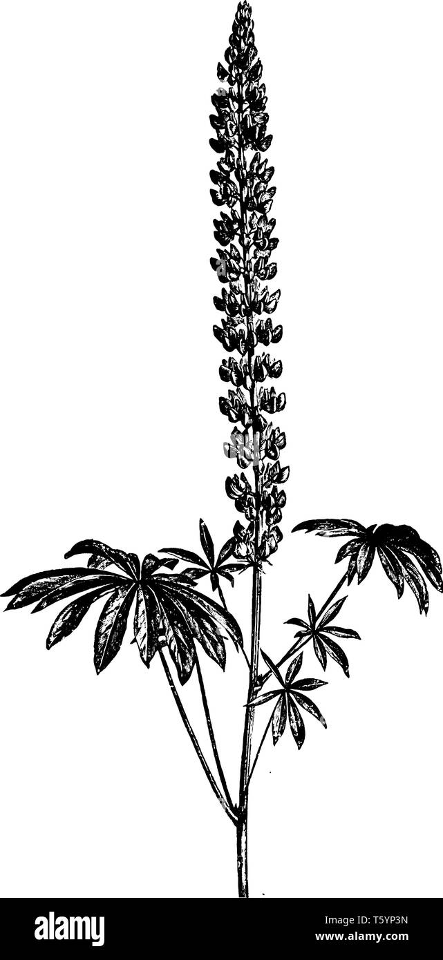 Lupinus polyphyllus est une espèce de lupin. Il a blanc, rose, rouge, violet et jaune, bleu foncé fleurs colorées. Les feuilles sont composées, vintage line Illustration de Vecteur