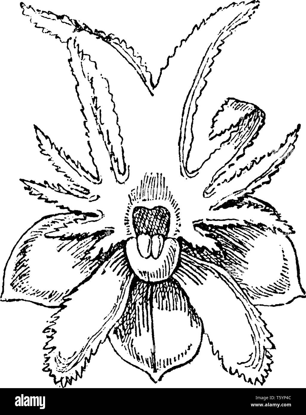 Oberonia ou Orchidées Fée forment un genre de plantes de la famille des orchidées, vintage dessin ou gravure illustration. Illustration de Vecteur