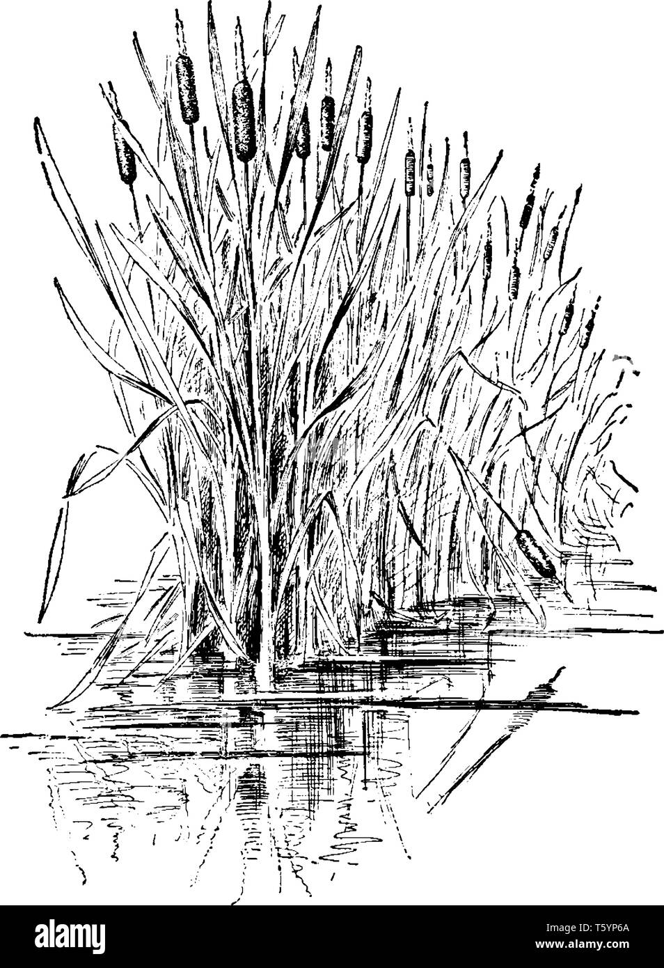 Cette plante vivace est d'environ 4-9' de hauteur et de l'ONU, ramifiés, composée de 6 ou plus de feuilles et une tige florifère, vintage dessin ou gravure illus Illustration de Vecteur