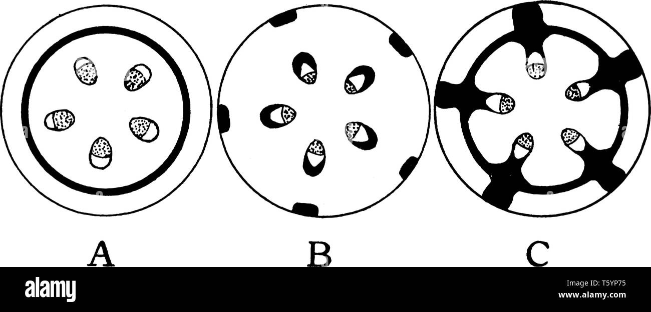 Un schéma pour montrer différents plans dans la distribution des fibres libériennes, vintage dessin ou gravure illustration. Illustration de Vecteur