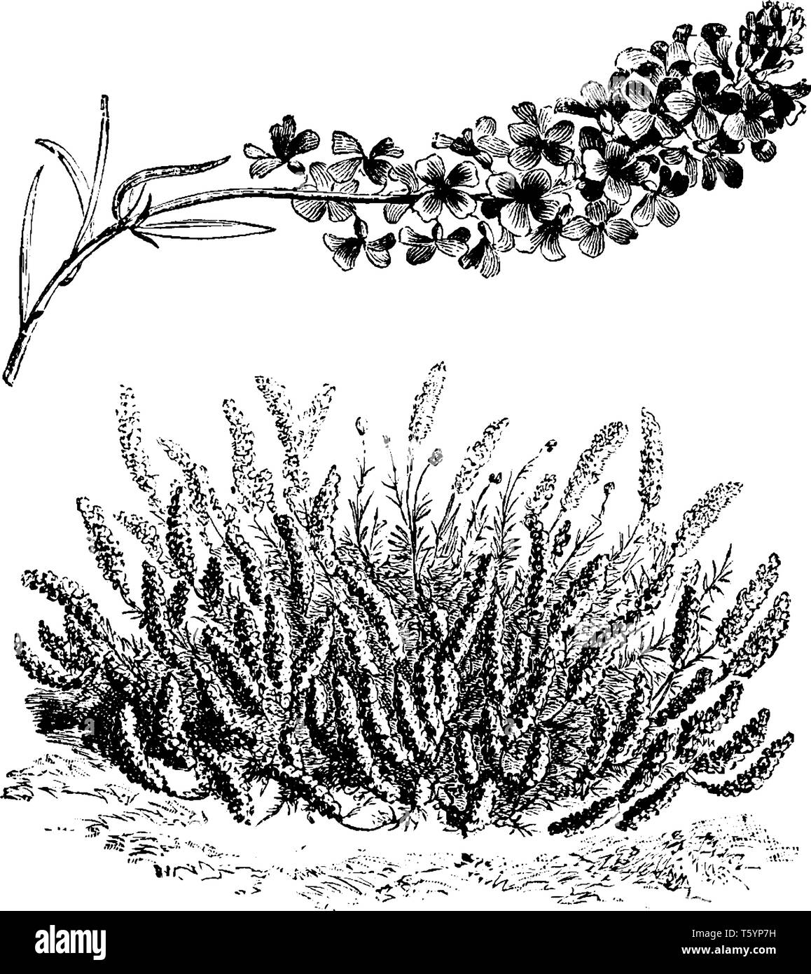 Les fleurs d'Aethionema grandiflorum, de chaleureux couleur rose et le gouvernement Bush est un et demi de pieds de haut, vintage dessin ou gravure illustration. Illustration de Vecteur