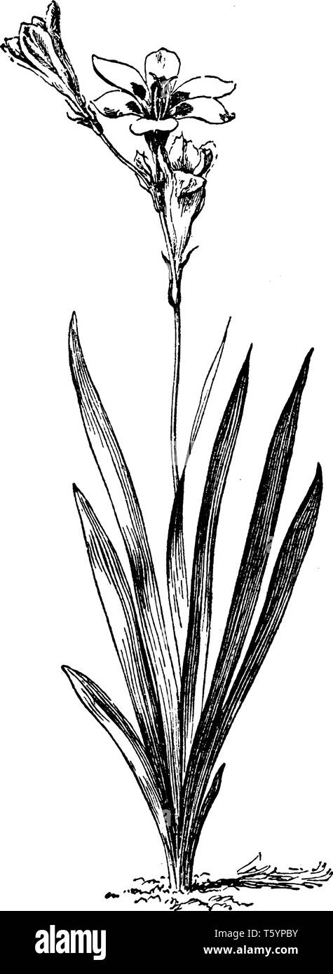 Sparaxis Tricolor est également connu comme wandflower, Arlequin, fleurs et plantes, sparaxis fleurs tachées de pourpre, vintage dessin ou gravure il Illustration de Vecteur