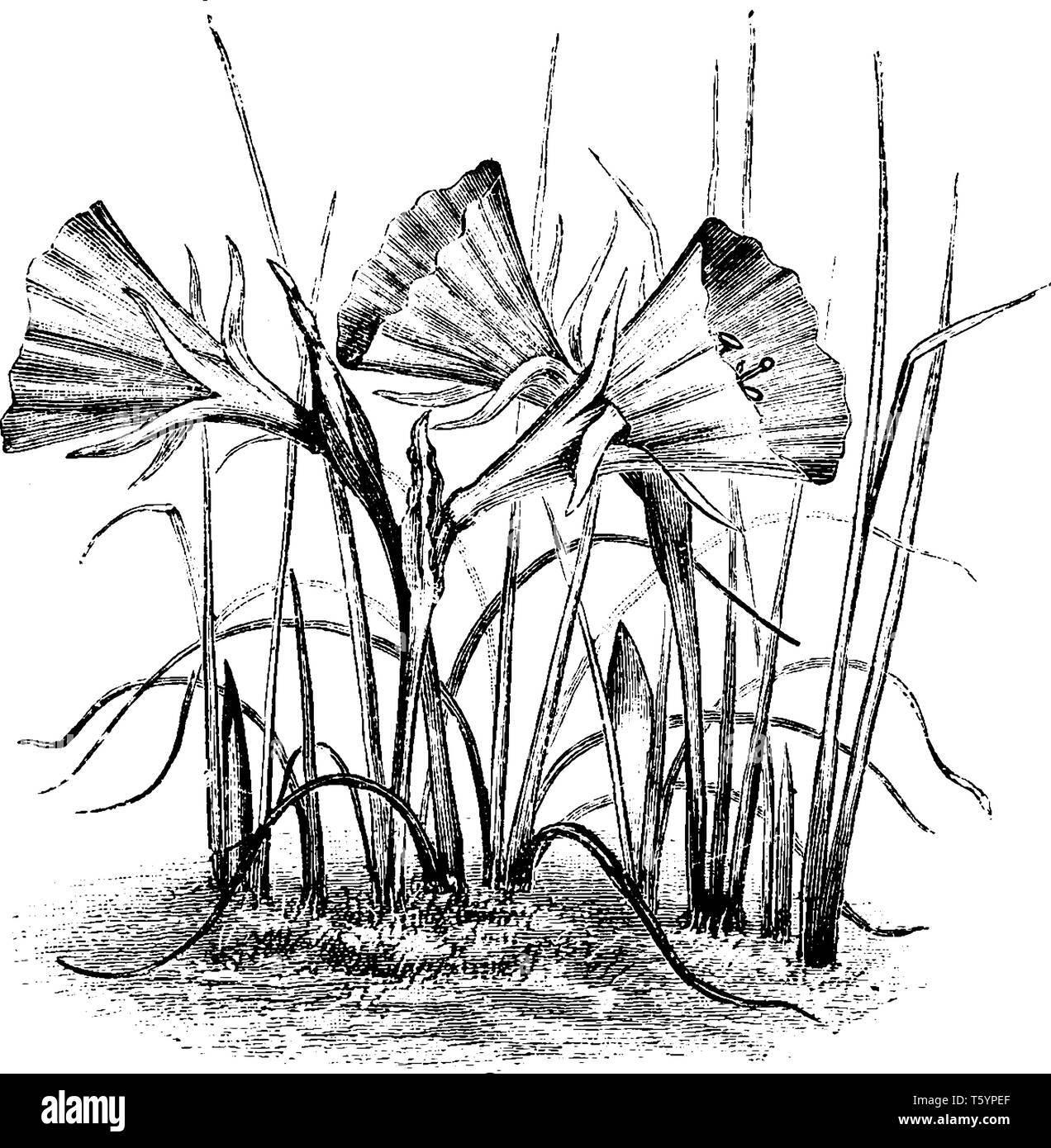 L'image montre le jupon cerceau et il est également connu sous le nom de narcisse bulbocodium. Les fleurs sont jaune vif. C'est une variable, petites, hardy pe bulbe Illustration de Vecteur