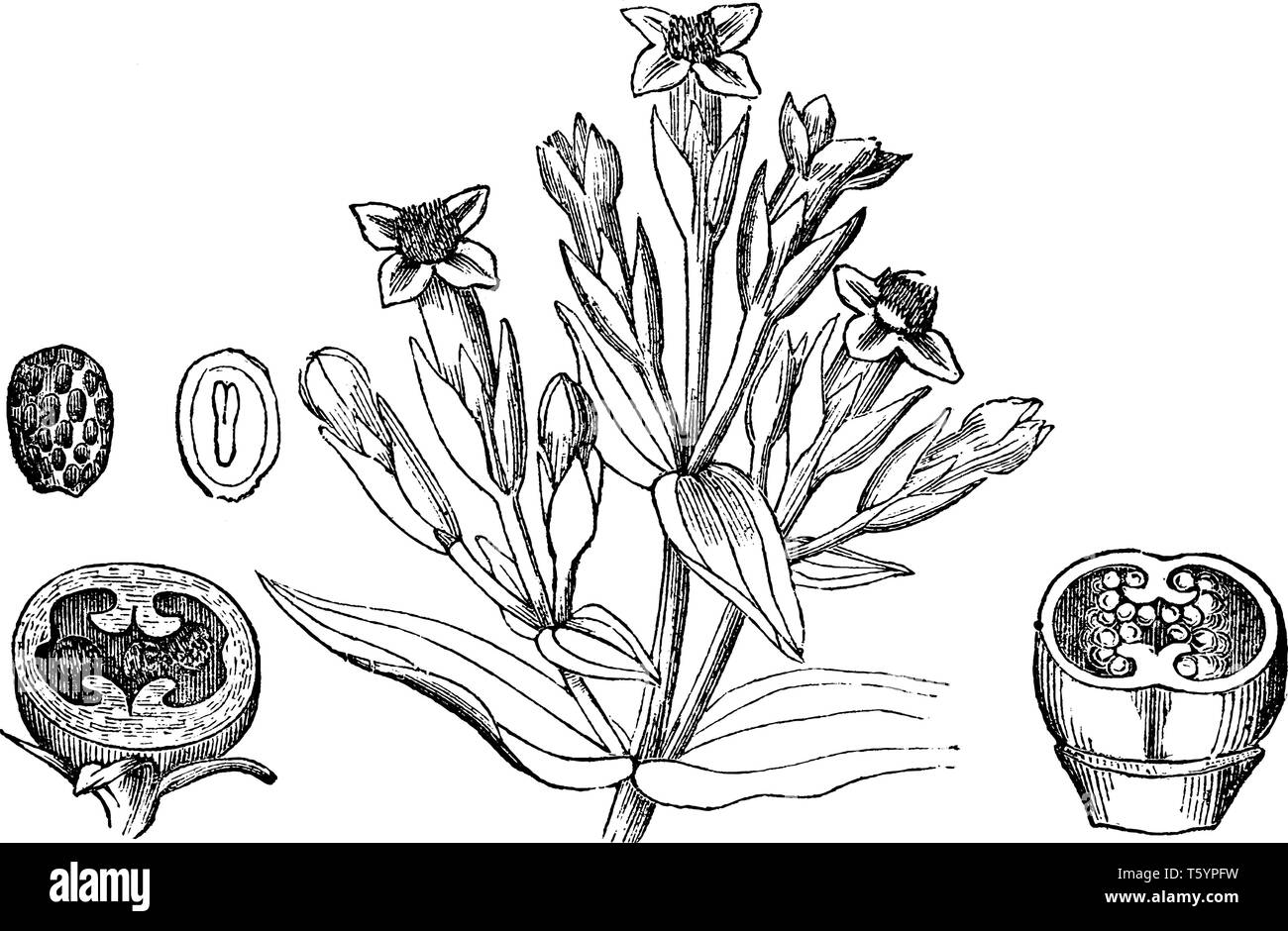 Une photo montre l'automne Gentiane, communément appelé Gentianella amarella. Il appartient à la famille des Gentianacées. Les fleurs sont violet rougeâtre et les pétales Illustration de Vecteur