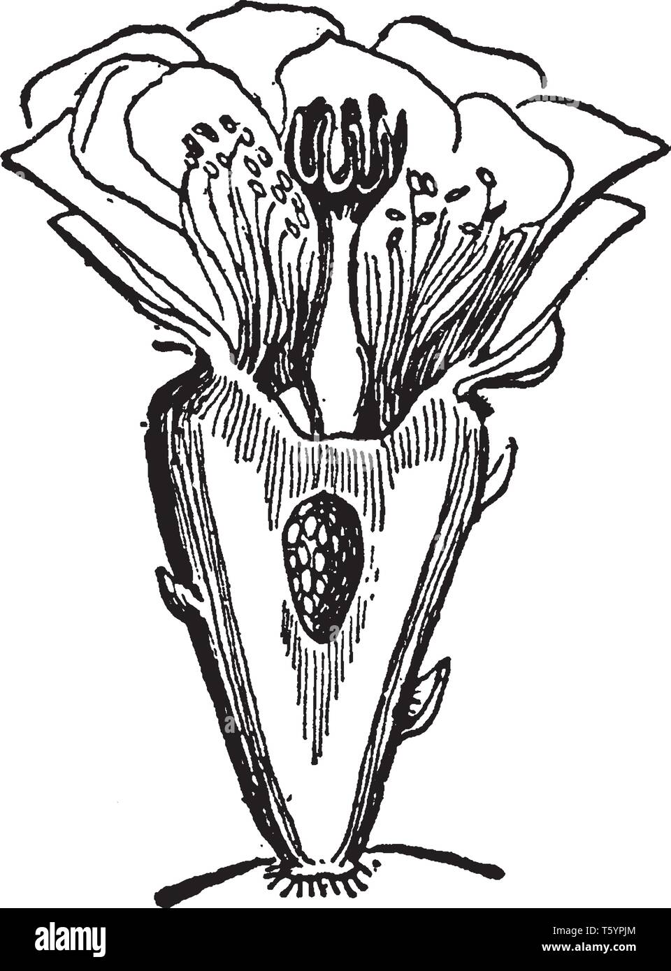 Une photo de fleur d'Opuntia montrant les styles et ovaire, vintage dessin ou gravure illustration. Illustration de Vecteur