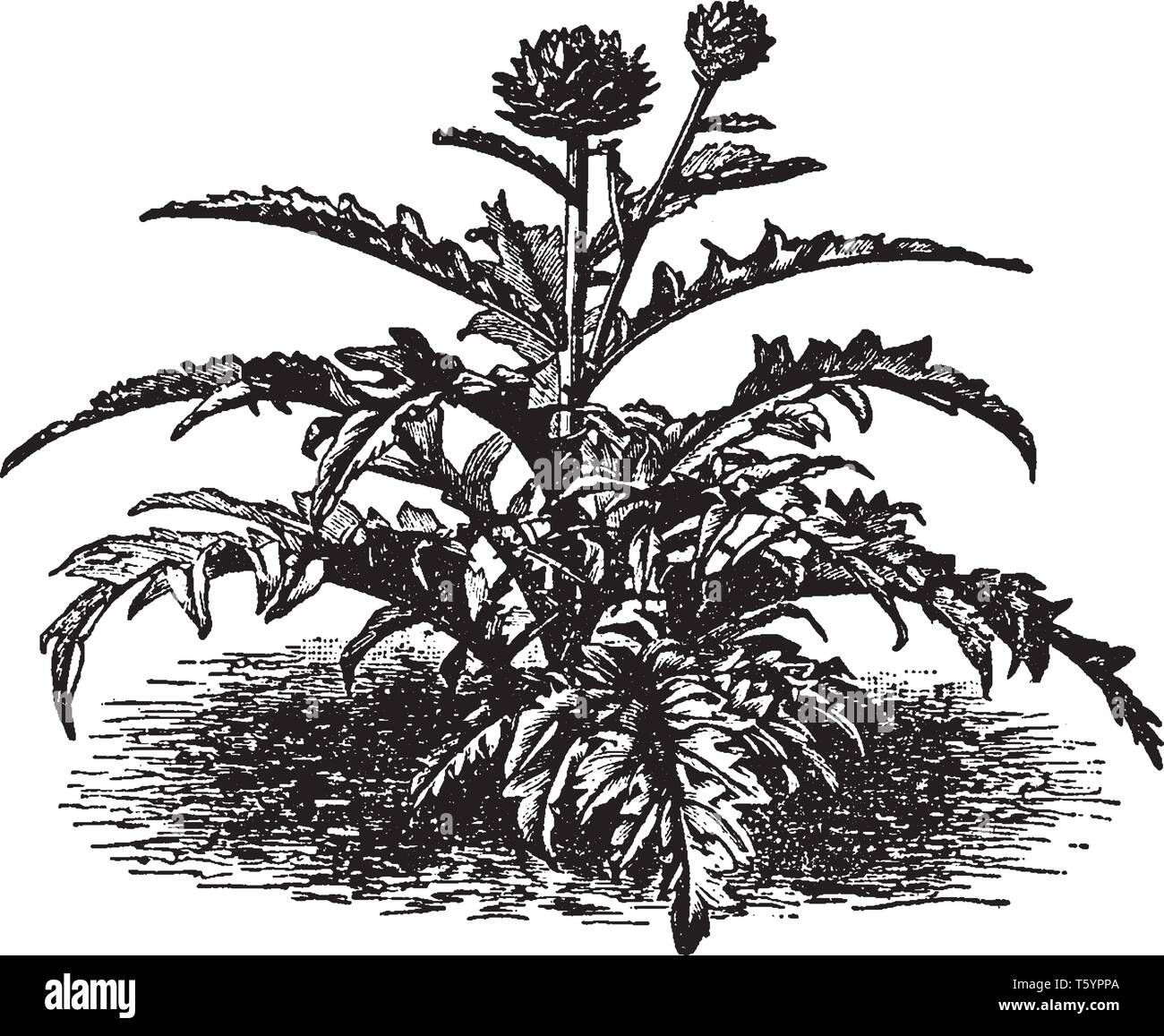 Il s'agit d'une image d'Artichaut plante. Ce légume se développe jusqu'à 1,4 m de hauteur, avec l'arche, profondément lobées, argentés, glucose-feuilles vertes 50-82 cm de long, vi Illustration de Vecteur