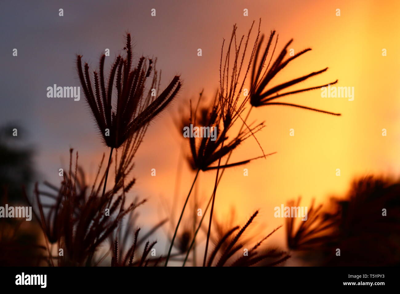 L'ombre de la fleur de l'herbe dans l'après-midi. l'arrière-plan de la lumière dorée du crépuscule, Banque D'Images