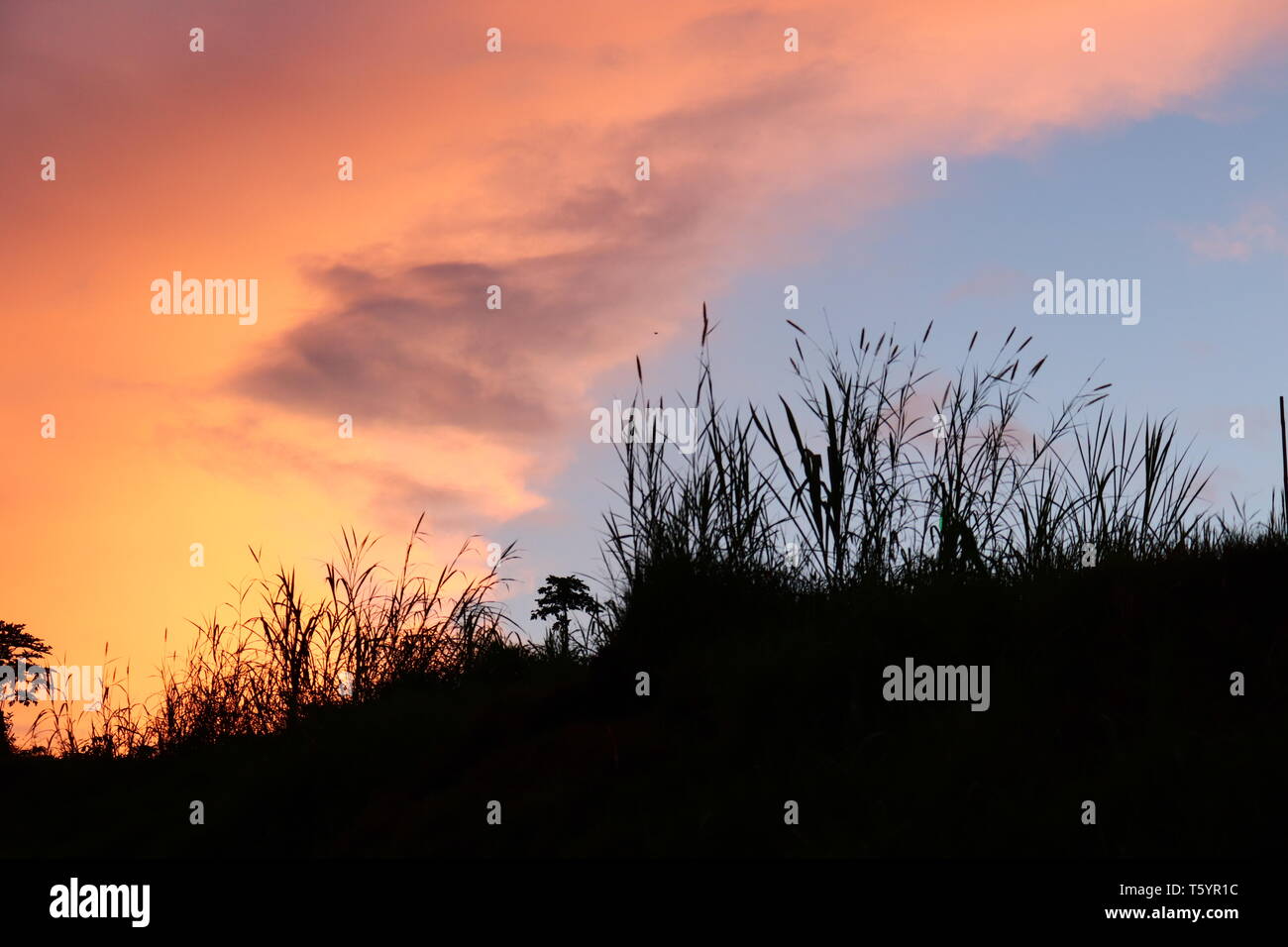 L'ombre de la fleur de l'herbe dans l'après-midi. l'arrière-plan de la lumière dorée du crépuscule, Banque D'Images