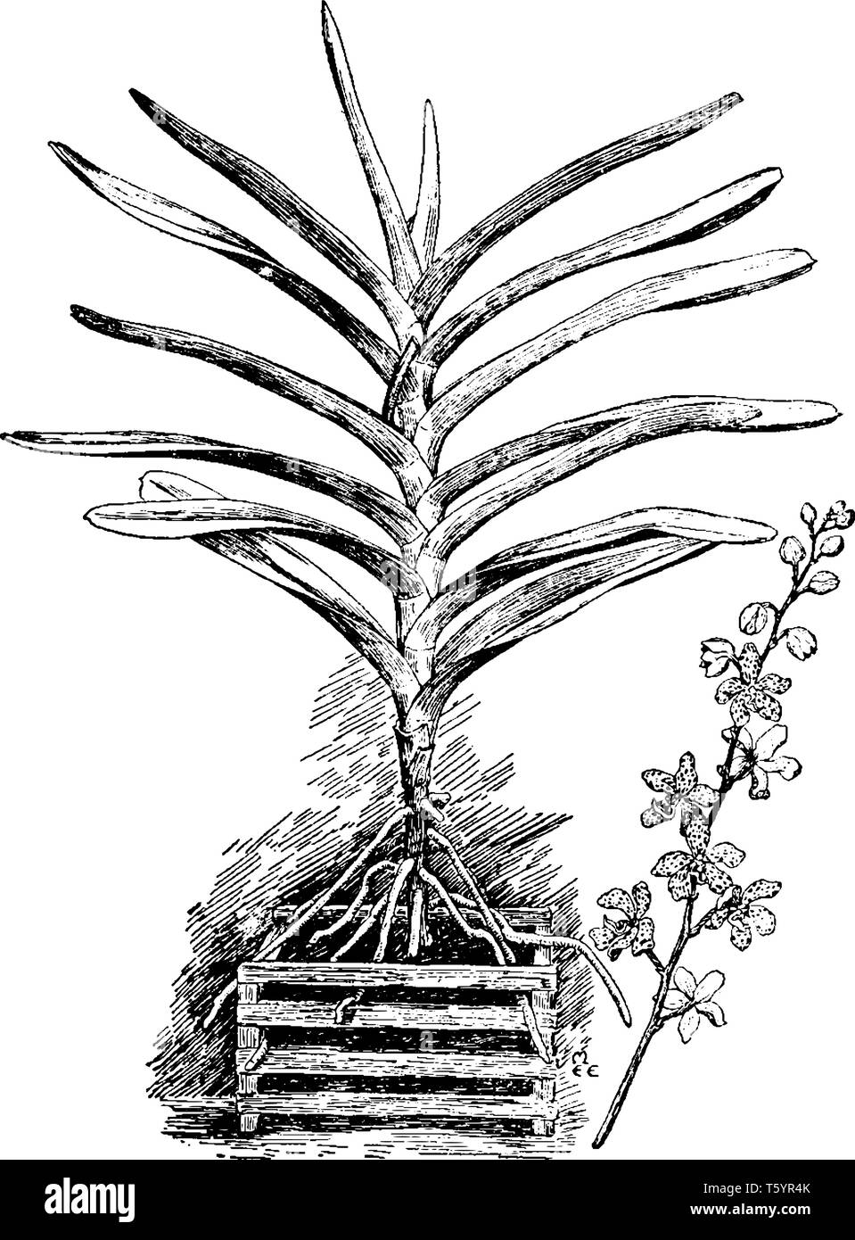 Vandopsis Lissochiloides est appartient à la famille des orchidées. Ses fleurs ont des tons de jaune et de rose côté arrière, vintage dessin ou gravure de mauvais Illustration de Vecteur