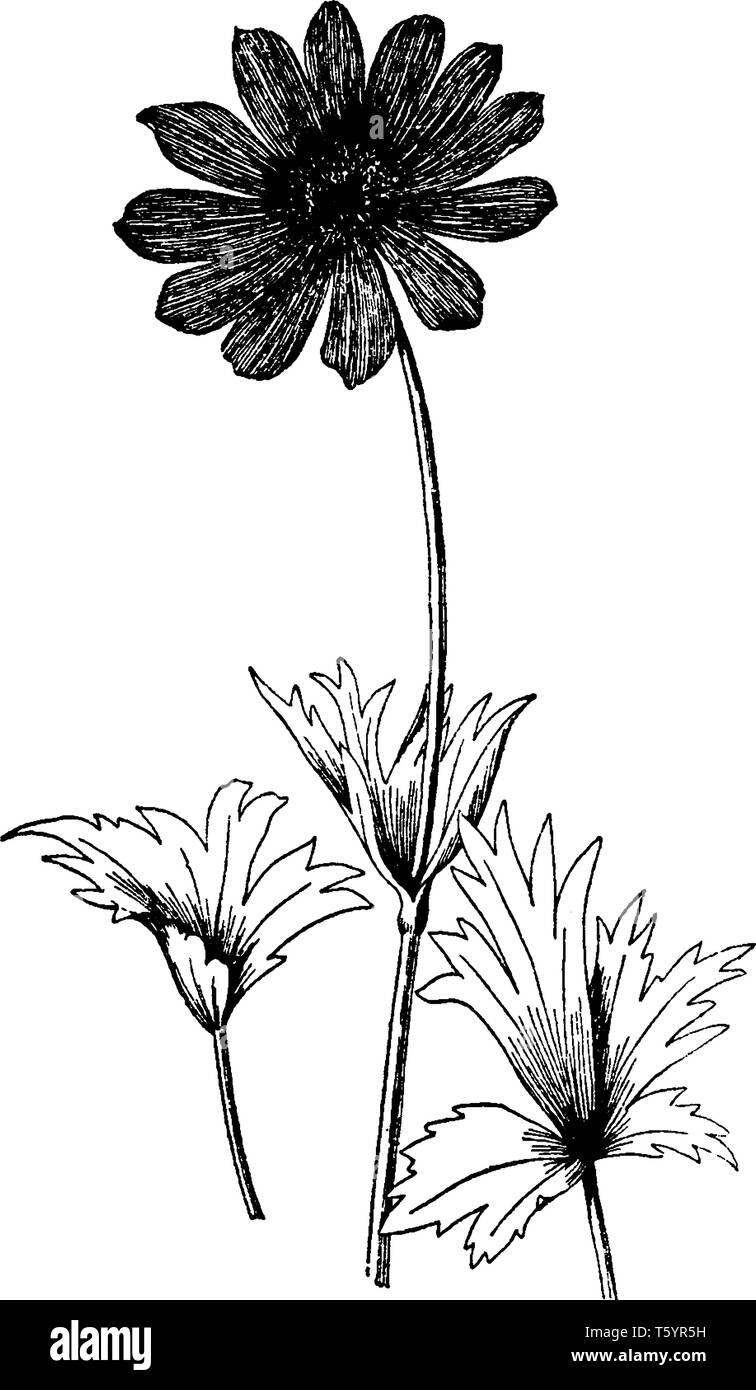 Une photo montre une direction générale et de fleurs Anemone Fulgens plante. Les fleurs de l'Anemone fulgens a deux pouces de large et vivre avec un st noir écarlate Illustration de Vecteur
