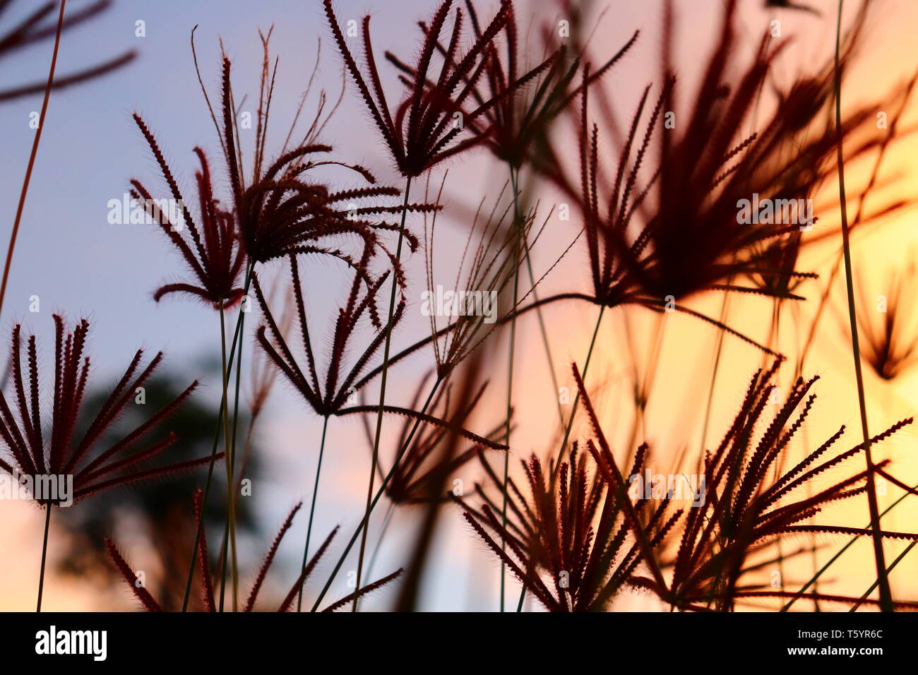 L'ombre de la fleur de l'herbe dans l'après-midi. l'arrière-plan de la lumière dorée du crépuscule, Banque D'Images