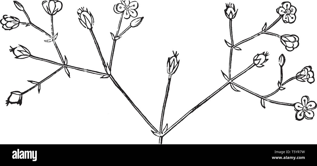 Le mouron des oiseaux est une plante comestible sauvage annuelle. Les feuilles sont ovales et pointu qui sont lisses, vintage dessin ou gravure illustration. Illustration de Vecteur