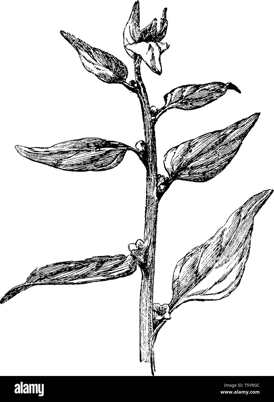 Une photo est montrant Tetragonia Expansa. C'est les épinards originaire de Nouvelle-Zélande, le vintage dessin ou gravure illustration. Illustration de Vecteur