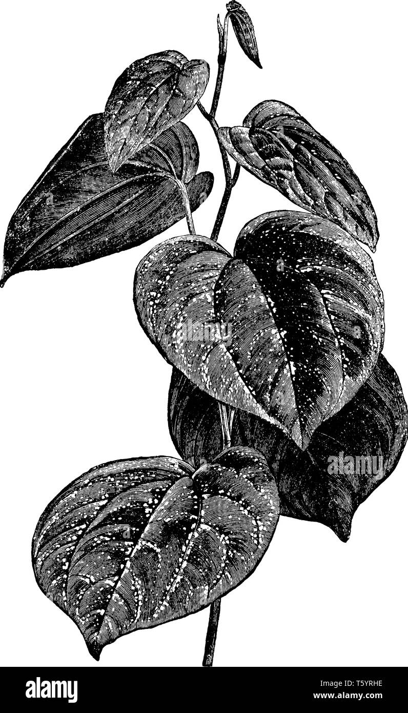 Il montre une branche de Piper Porphyrophyllum avec des feuilles. Il est généralement entre 4 et 6 pouces de longueur et est composé de feuilles vert-bronze riche, vin Illustration de Vecteur