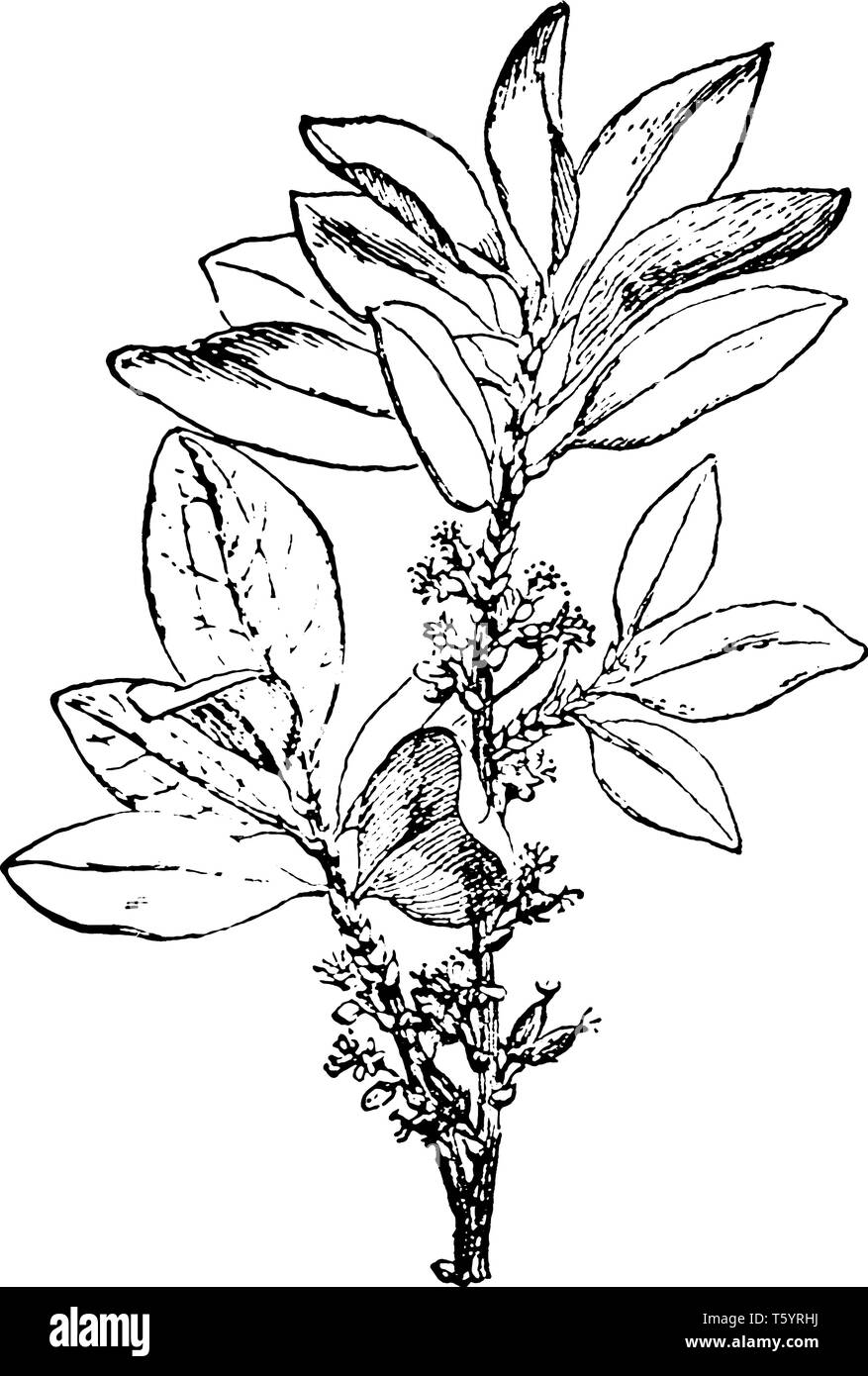 La plante de coca ressemble à un prunellier bush, les branches sont droites, et les feuilles sont minces, ovale. Les fleurs sont petites, les fleurs se transforment en r Illustration de Vecteur