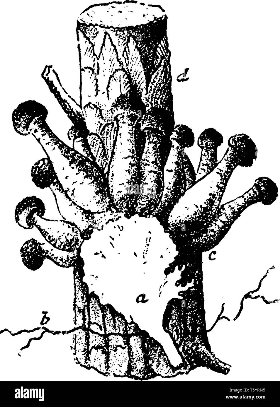 C'est image de champignons. Dans cette image Les champignons poussant sur le bois, vintage dessin ou gravure illustration. Illustration de Vecteur