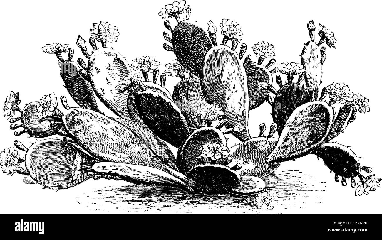 Une photo montrant la direction de Optunia Rafinesquii qui est une variété de figuier de barbarie. Les fleurs ont souvent un centre rouge et de nombreux pétales, vinta Illustration de Vecteur