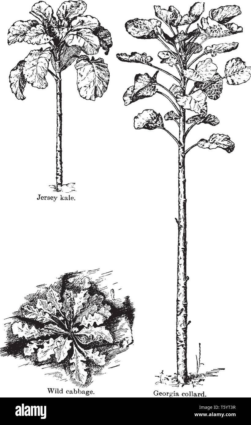 C'est le chou. C'est le seul type de légume. Il y a une couche de feuilles. Les feuilles sont longues et ayant de nombreux lobes. Les feuilles sont présents à Illustration de Vecteur