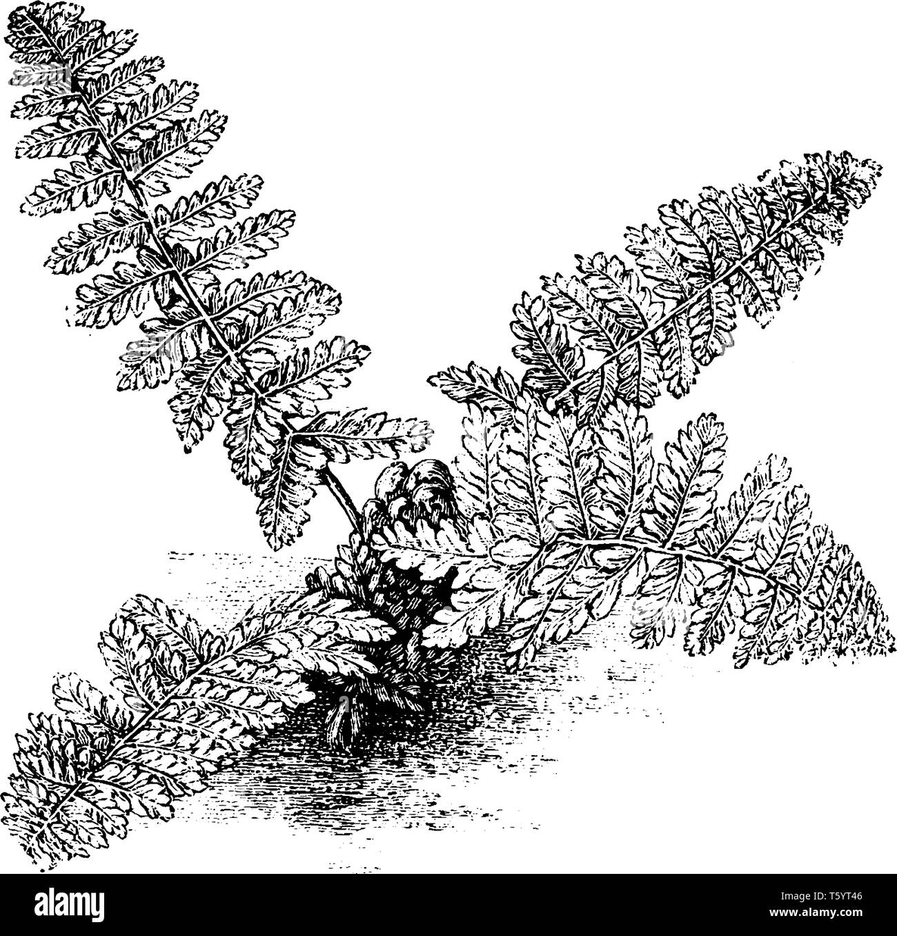 Il s'agit d'Nephrodium Fragrans plantes. Cette petite fougère est en croissance et les feuilles sont lobées. Il n'a qui sont oblongues et frondes en forme de lance, vintage li Illustration de Vecteur