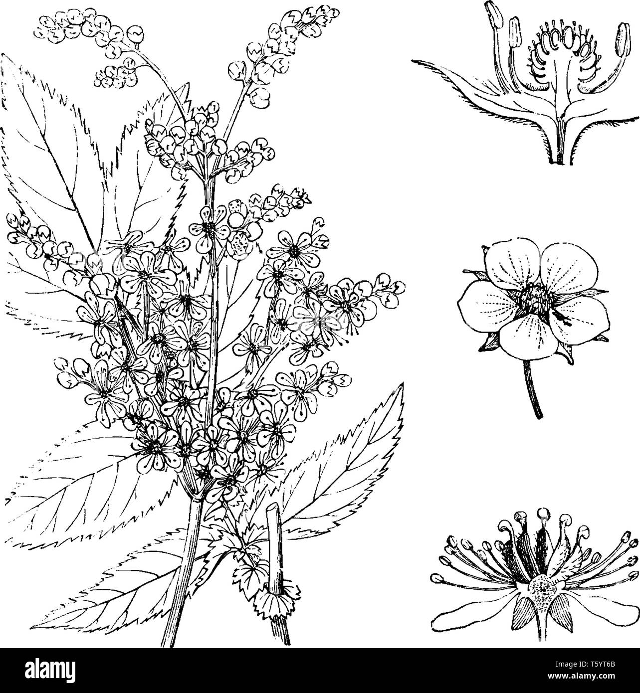 Dessin De Reine Des Pr s Banque D images Noir Et Blanc Alamy dessin-de-reine-des-pr-s-banque-d-images-noir-et-blanc-alamy