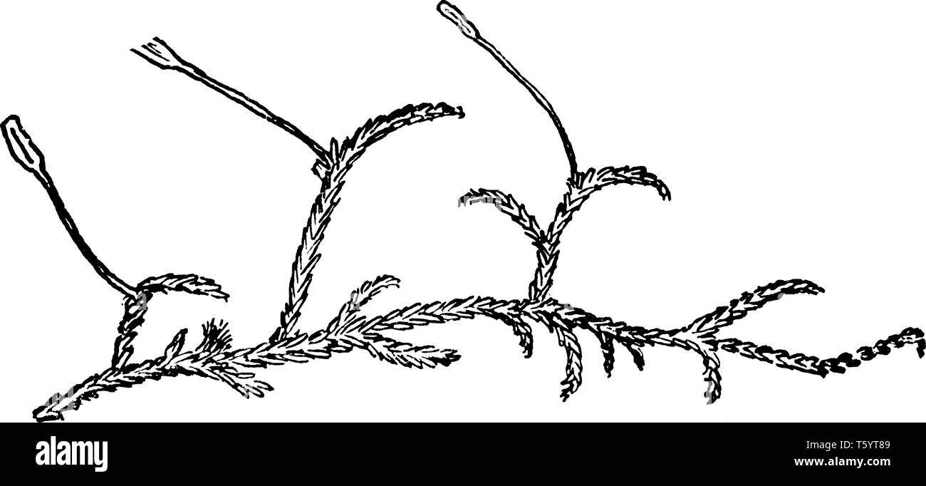 Une image de mousse de tourbe. Cette mousse de tourbe est communément connu comme les sphaignes. Accumulations de tourbe moss peuvent stocker l'eau, étant donné que les deux plantes vivantes et mortes peuvent Illustration de Vecteur