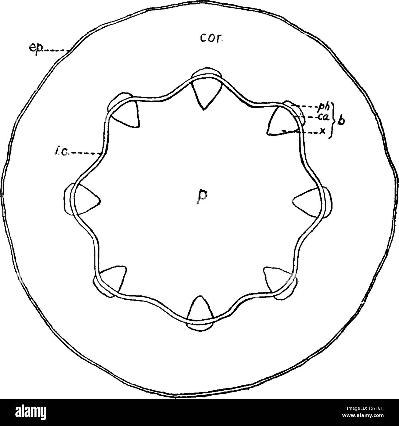 Un diagramme montrant les systèmes dans les jeunes tiges de ricin, vintage dessin ou gravure illustration. Illustration de Vecteur