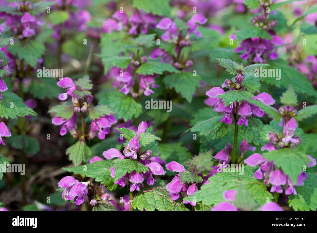 Lamium maculatum spotted dead-macro fleurs d'ortie Banque D'Images