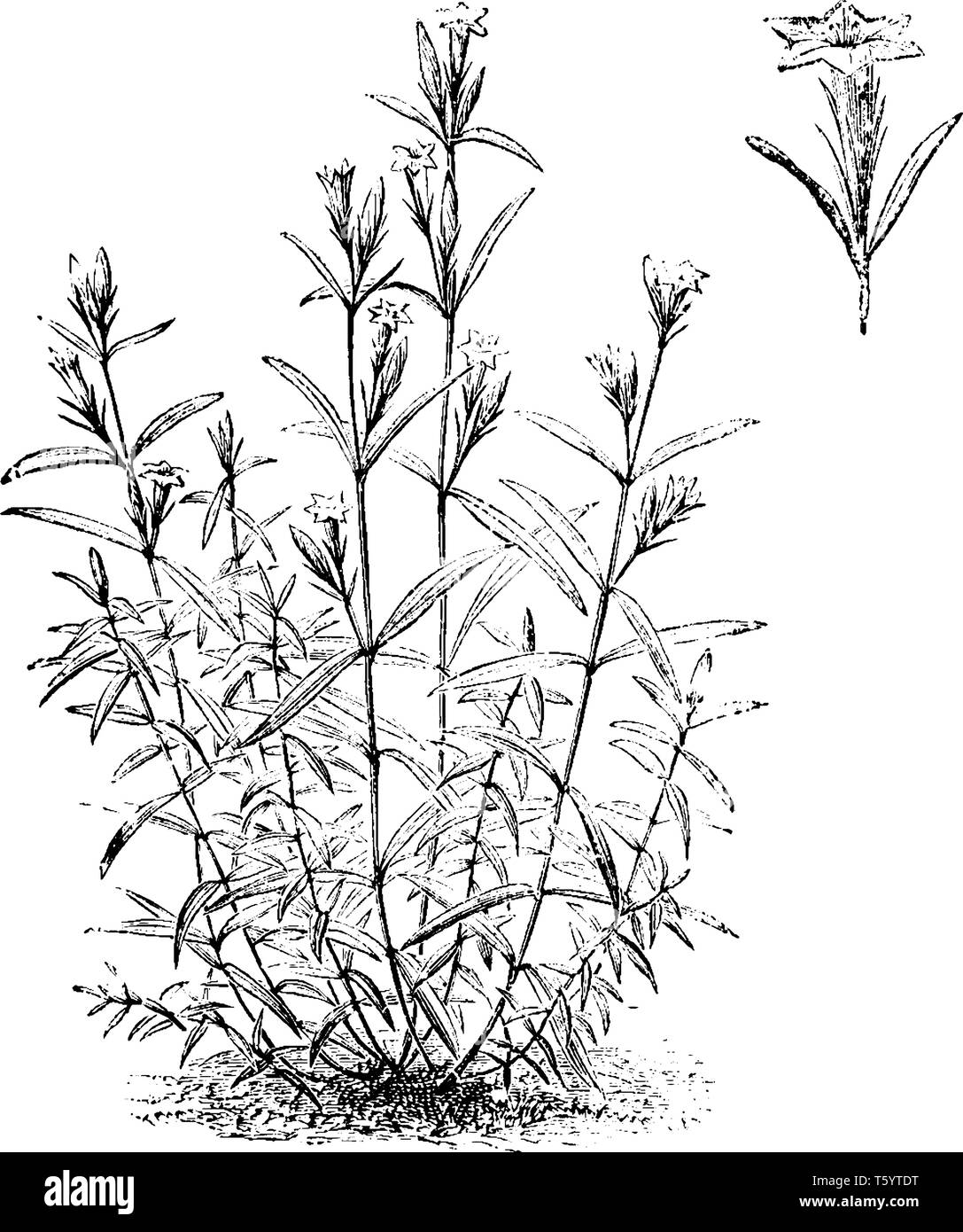 Une photo montre l'habitude et détachée de Gentiana Pneumonanthe fleur unique, aussi connu marsh de gentiane. C'est fleur du vent. Il a trouvé dans les marais et m Illustration de Vecteur