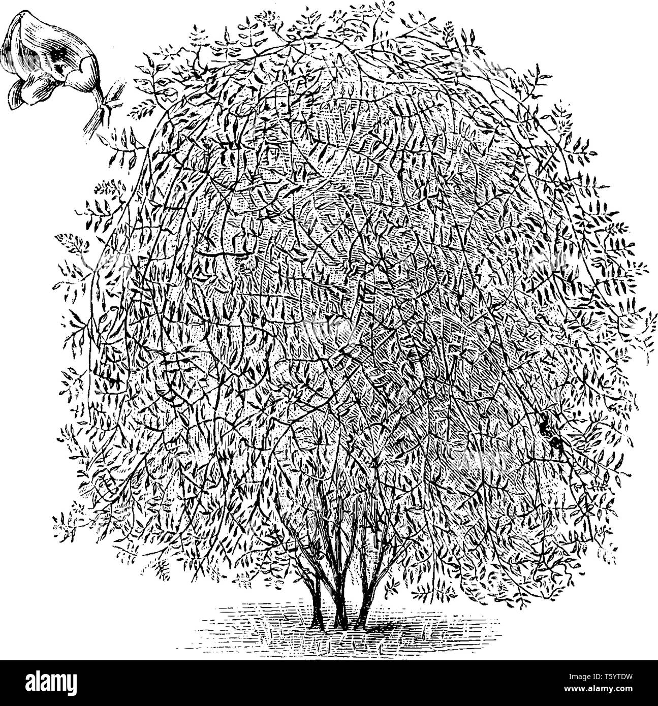 Une photo montre l'apios Tuberosa habitude et fleur. Les fleurs sont violet-brun et ressemble à ce tunnel. L'habitude est très léger et gracieux, vint Illustration de Vecteur