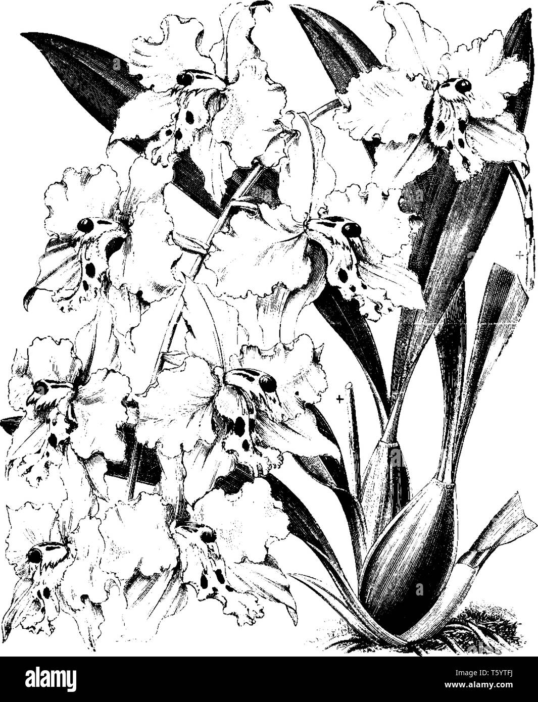 Il est considéré par beaucoup comme la plus belle de toutes les orchidées mais est aussi l'un des plus difficiles à cultiver. Odontoglossum crispum pure a des fleurs Illustration de Vecteur