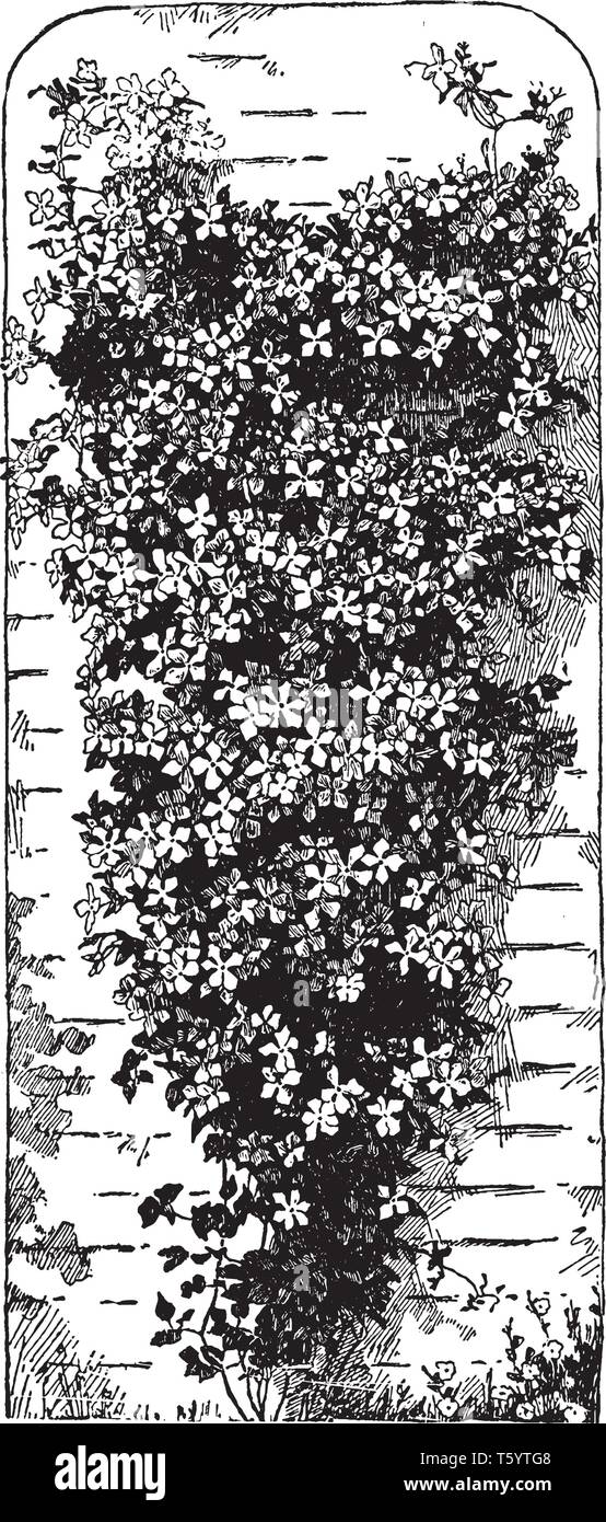 Photo montrant Clematis Jackmanii est plante. C'est une sorte de vigne. Leafs sont de petite taille et de l'image montrant la vigne avec plein de fleurs. Fleurs ar Illustration de Vecteur