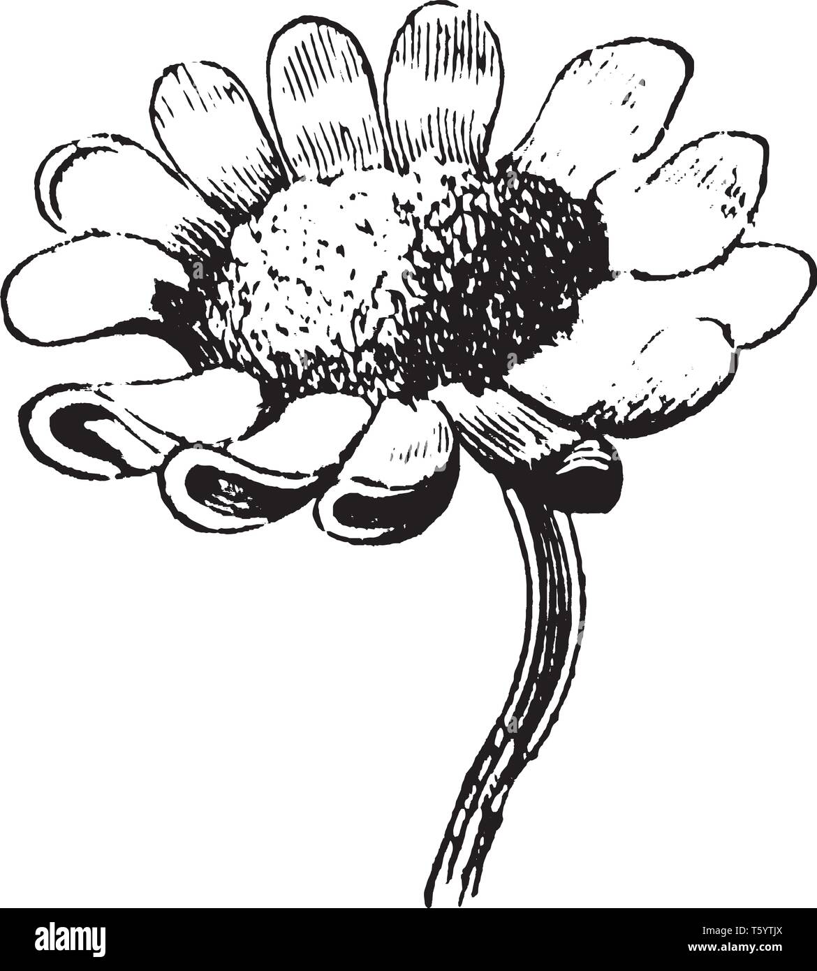 Une photo montre des Marguerites. C'est une montagne daisy. Il originaire de Nouvelle-Zélande et appartient à la famille du tournesol. Ces fleurs sont petites, vintage lin Illustration de Vecteur