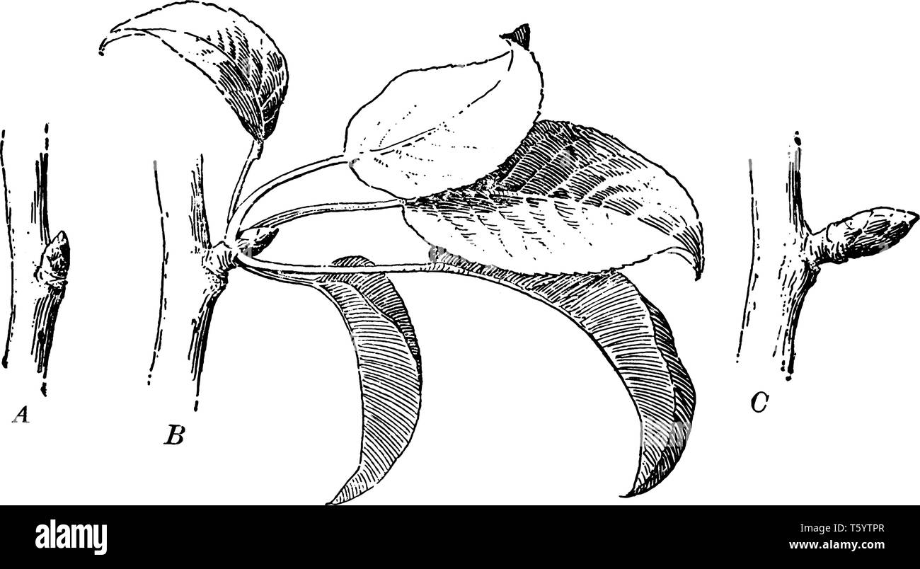 Les images montrent la phase de croissance des feuilles à partir des bourgeons. Il y a deux différents types de bourgeons sur un poirier. Bourgeon de croissance et de fruits, des bourgeons vintage li Illustration de Vecteur