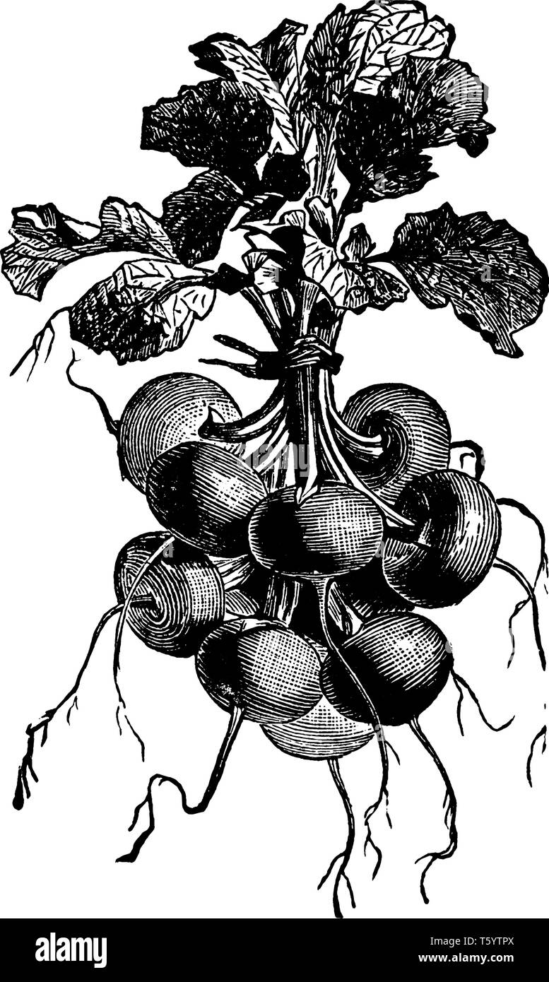 Radis Navet écarlate est genre de radis. C'est venir dans de nombreuses formes et tailles, vintage dessin ou gravure illustration. Illustration de Vecteur