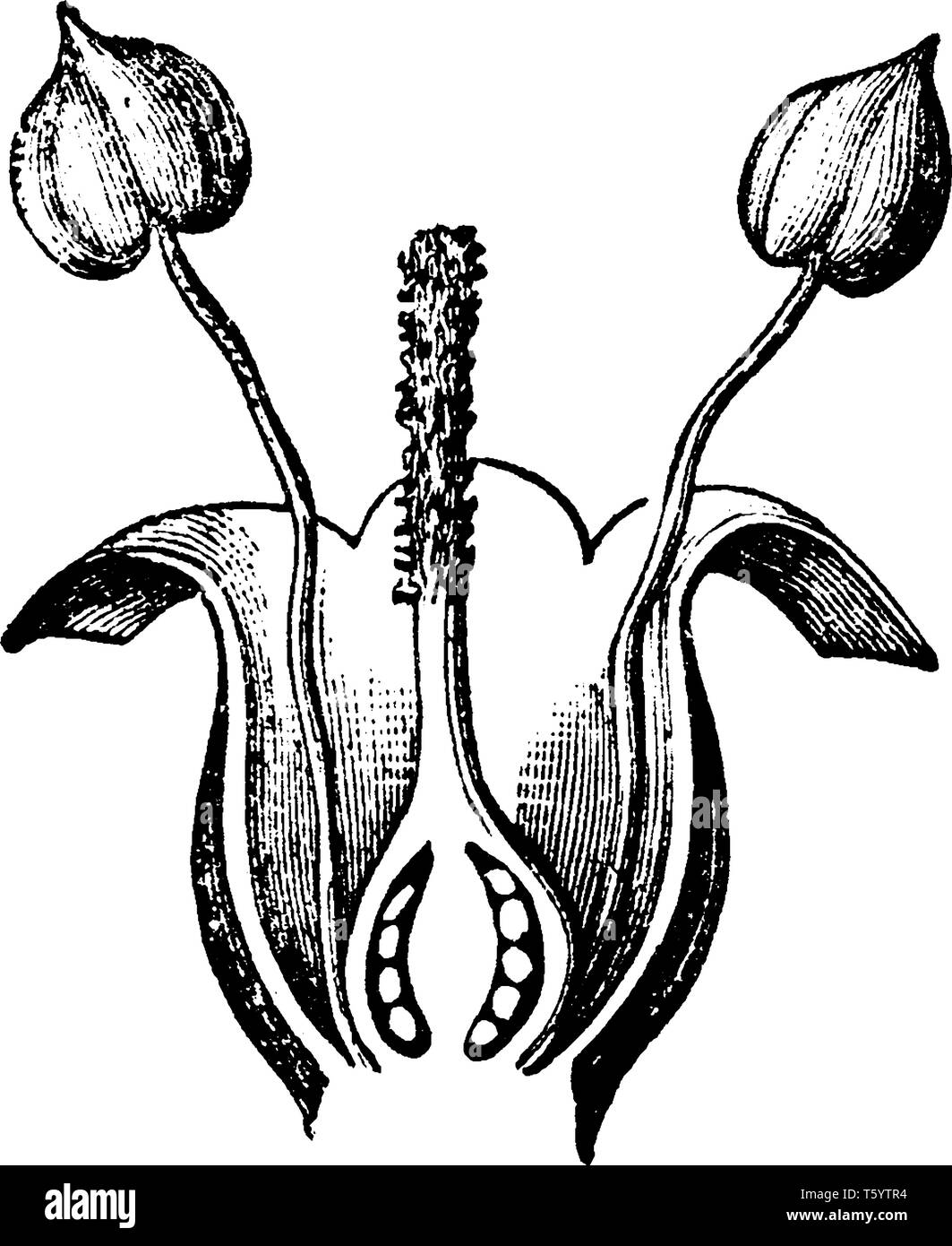 Une photo de fleur de plantain. L'image est montrant une anthère, stigmatisation, style, pétale et la section d'ovaire, vintage dessin ou gravure illustratio Illustration de Vecteur