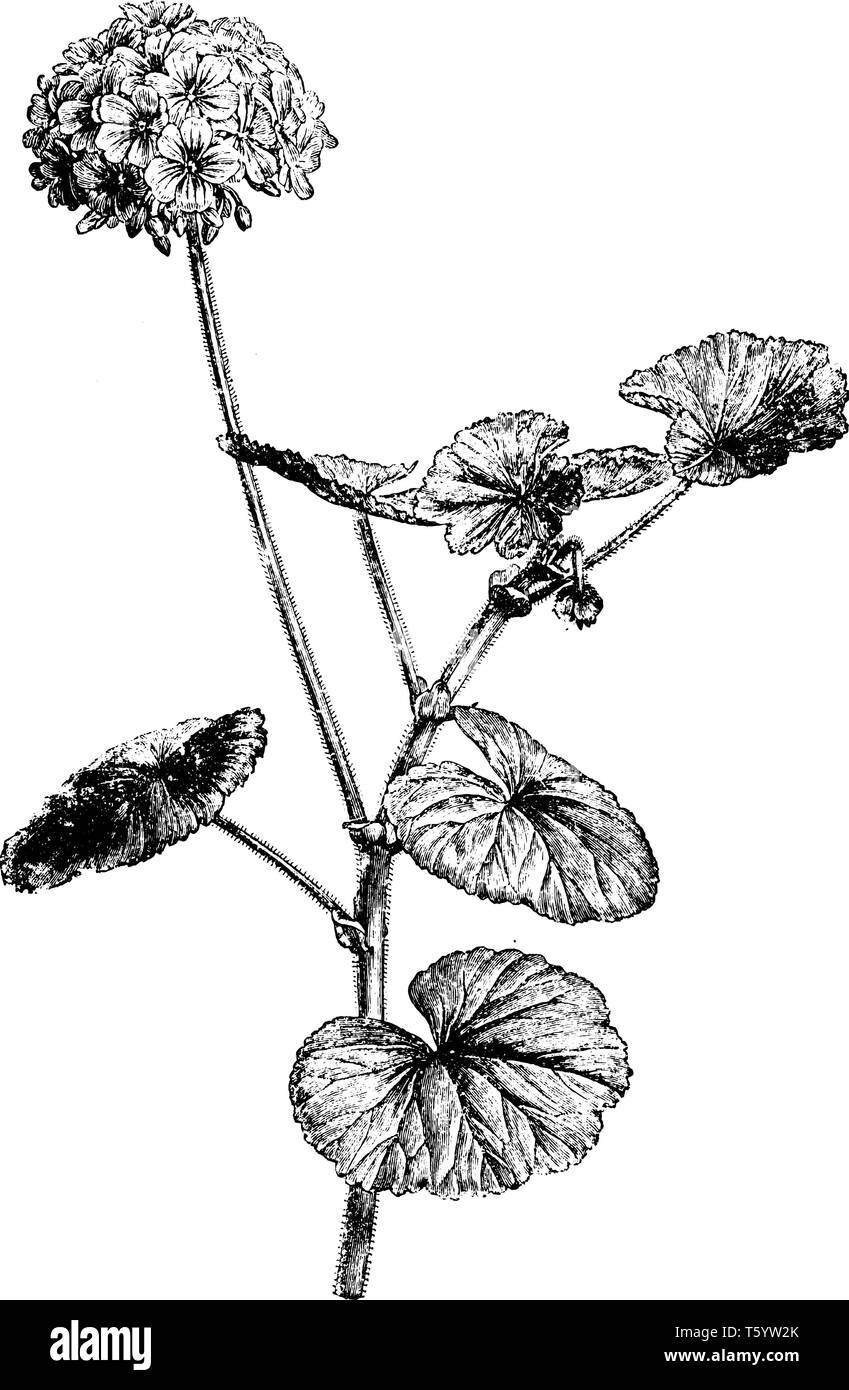 Pelargonium Inquinans est un arbuste ligneux, avec une hauteur maximale de 2 m. Les feuilles sont finement crénelée avec orbiculaire ou marges dentées et ont un ve Illustration de Vecteur