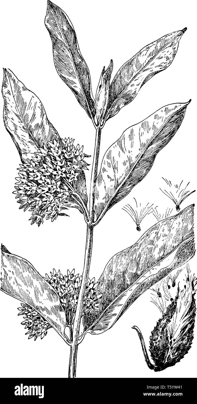 Asclepias syriaca, communément connu sous le nom de l'asclépiade commune.c'est pousser dans les sols sablonneux, vintage dessin ou gravure illustration. Illustration de Vecteur