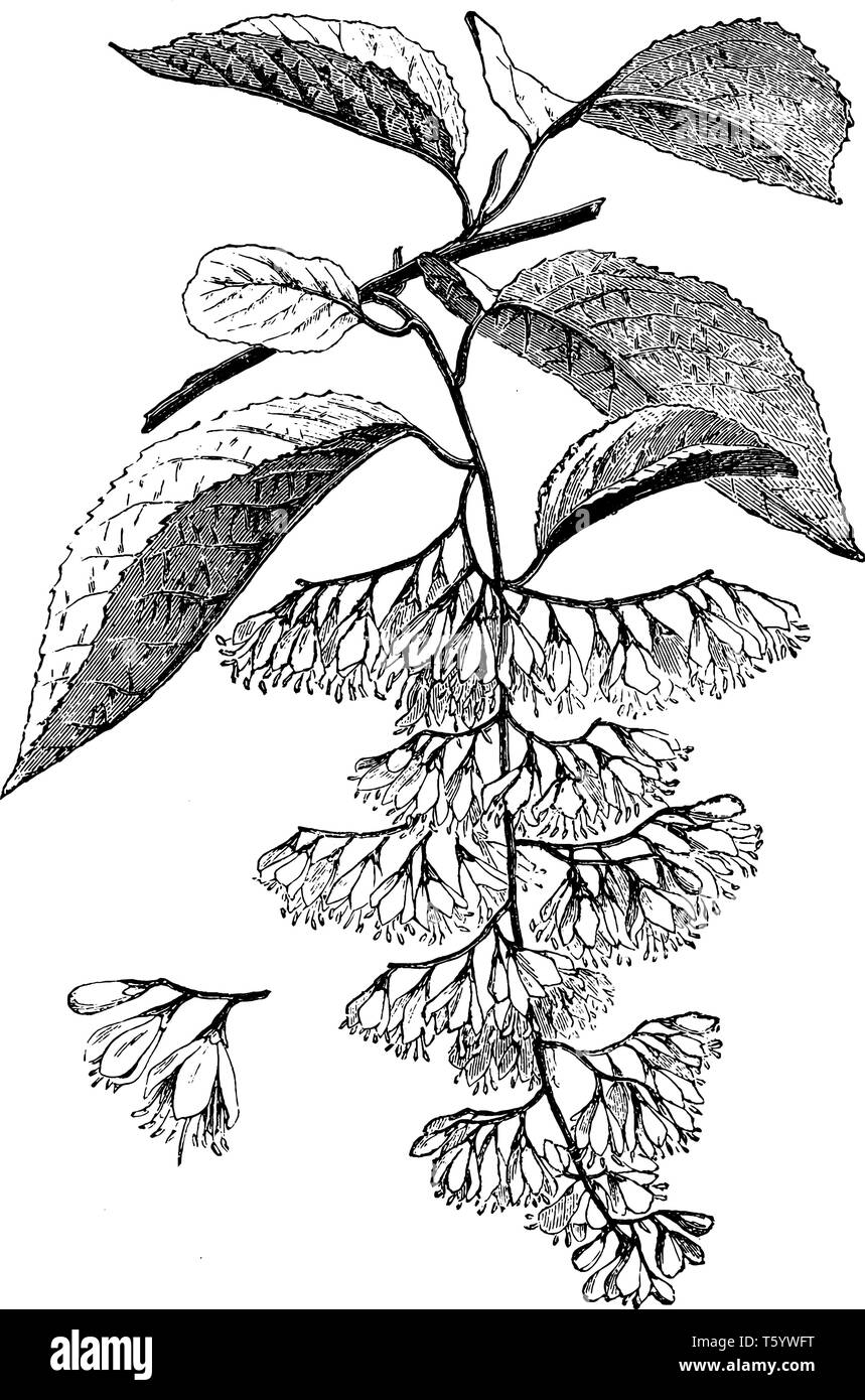 Le nom commun de l'Euonymus europaeus est d'argent ou de Bell. arbre snowdrop Halesia hispida fleurs sont blanches, vintage dessin ou gravure illustration. Illustration de Vecteur