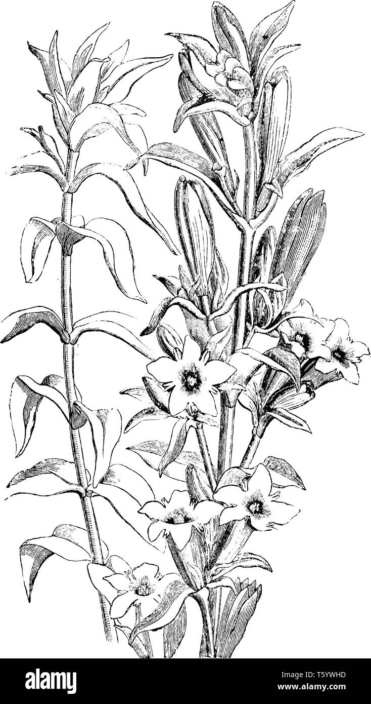 Une photo est montrant rameau en fleurs de Gentiana Affinis, communément connu sous le nom de gentiane. Les tiges sont fortes et ont la couleur marron. Les fleurs sont bleu et Illustration de Vecteur