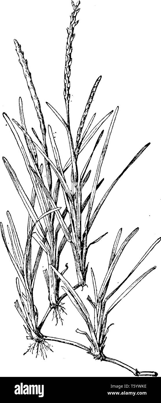 Photo de Stenotaphrum Secundatum herbe. C'est une herbe vert foncé, avec de larges lames plates. Il est utilisé dans les pâturages et sur les ranchs, vintage line drawin Illustration de Vecteur