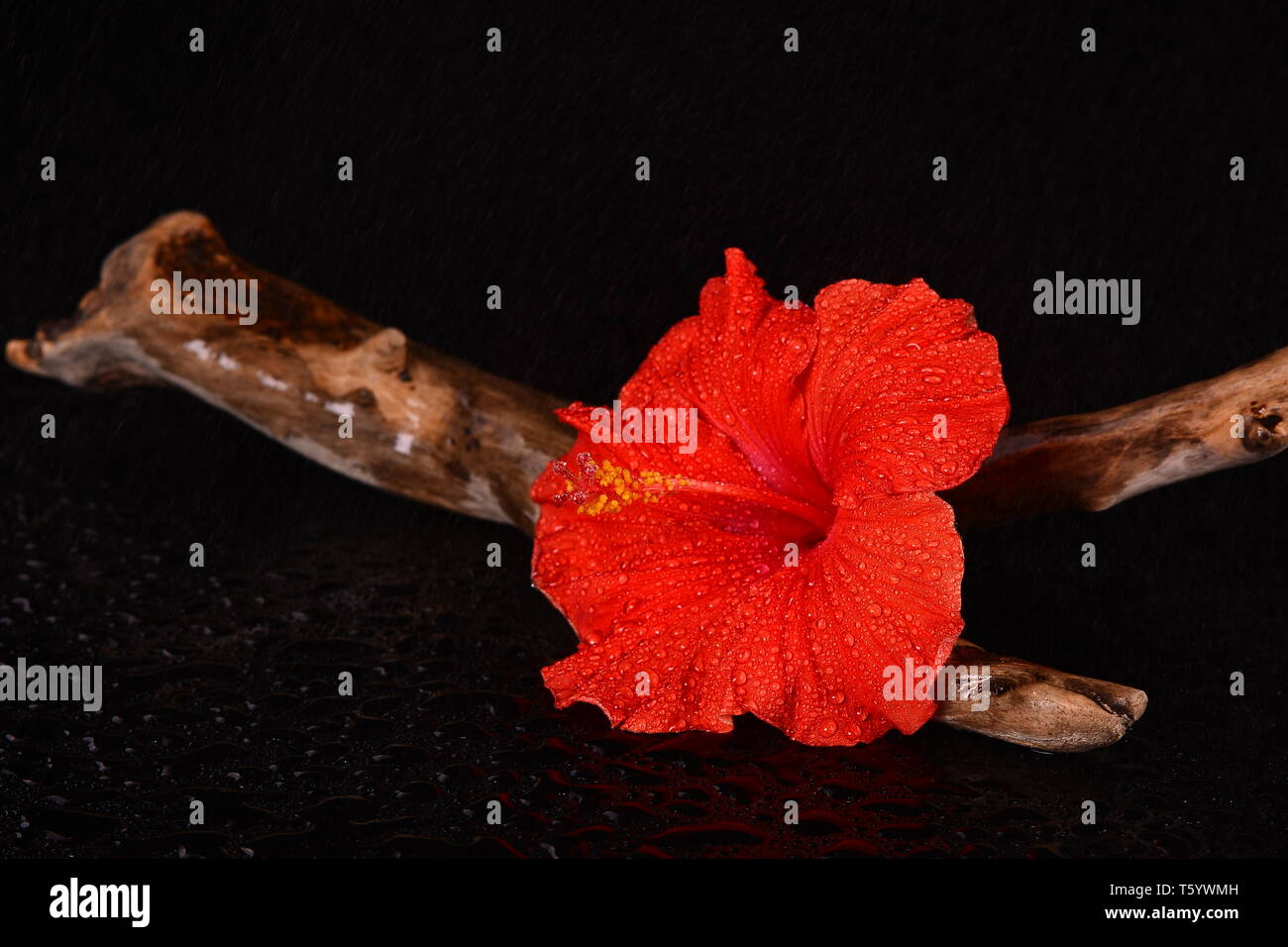 Beaux hibiscus unique reposant sur un morceau de bois flotté et assise sur une surface réfléchissante noire humide avec des gouttelettes d'eau. Banque D'Images