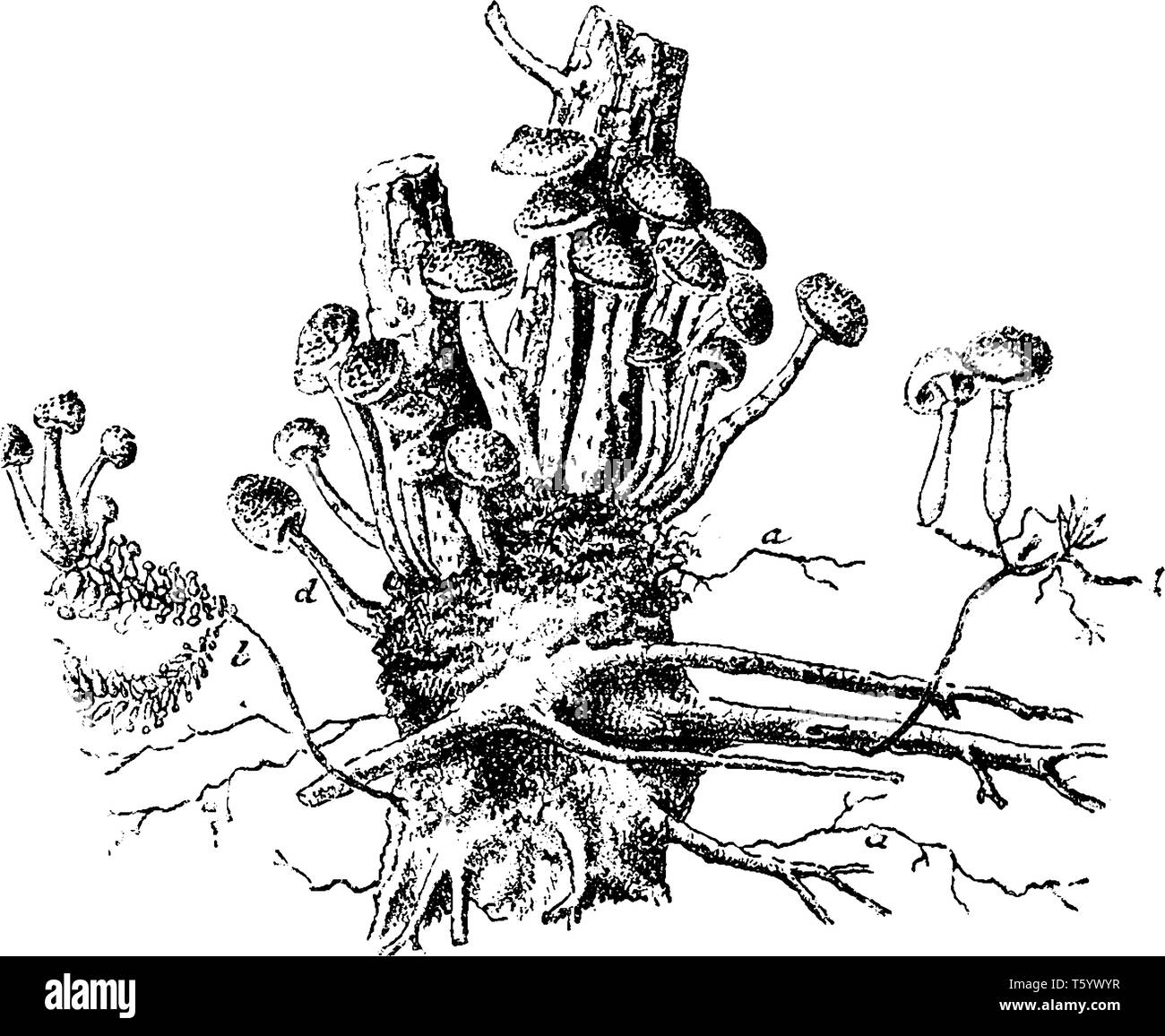 C'est arbre de pin. Et les racines de champignons de cette plante sont de plus en plus par le groupe dans l'arbre, vintage dessin ou gravure illustration. Illustration de Vecteur