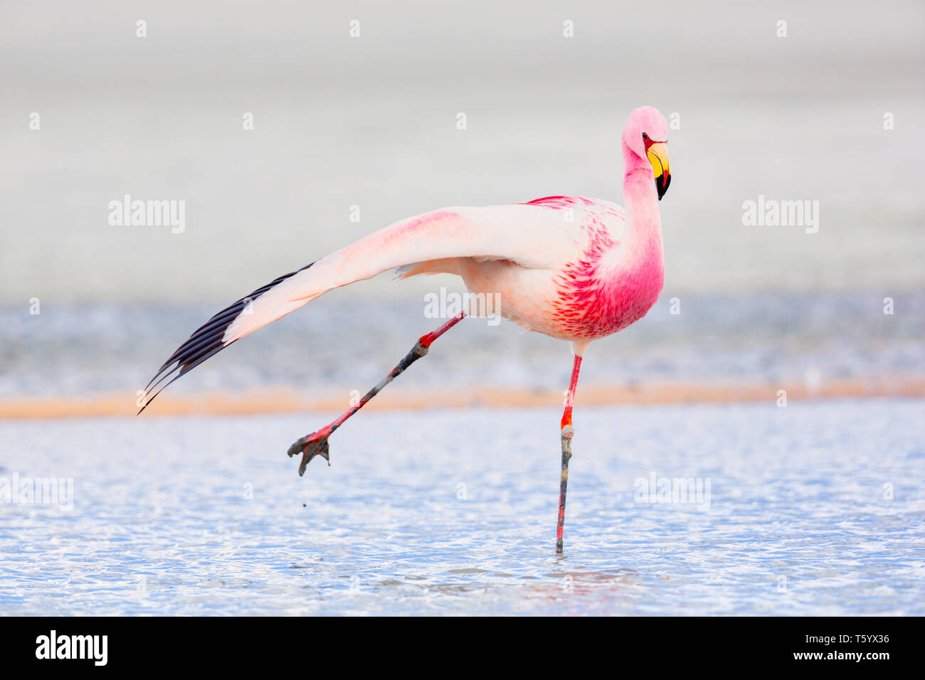 Flamant des Andes (Phoenicoparrus andinus) diffusion et la jambe droite Banque D'Images