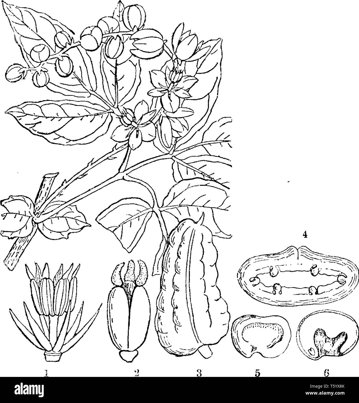 Une photo montrant Lardizabala. 1 pétales est et les tiges de fleur mâle ; 2 ; 3 carpelles est est fruit d'un lardizabala ; 4 est une section transversale de 5 ; c'est une voir Illustration de Vecteur