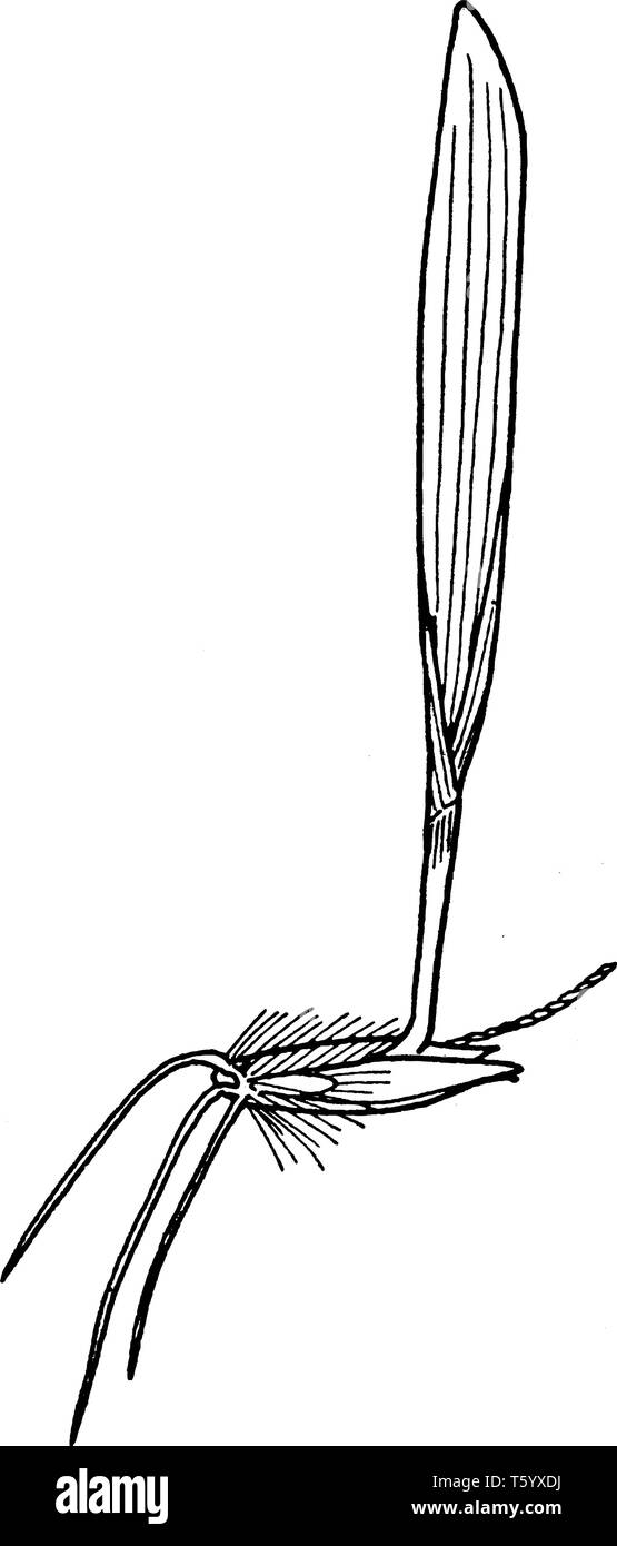 Cette herbe est trouvé dans la forêt, les semis sont aussi poilue et les longues feuilles vert foncé sont jusqu'à un centimètre de largeur et avec difficulté à cause de petits poils Illustration de Vecteur