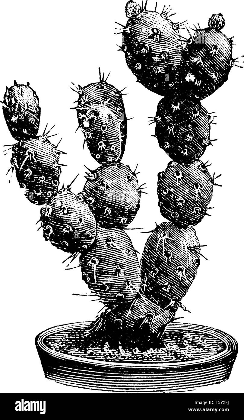 Une photo montrant la direction de Optunia Boliviana qui est une variété de figuier de barbarie. Les joints de la plante sont d'environ deux pouces de long et sont de couleur g Illustration de Vecteur
