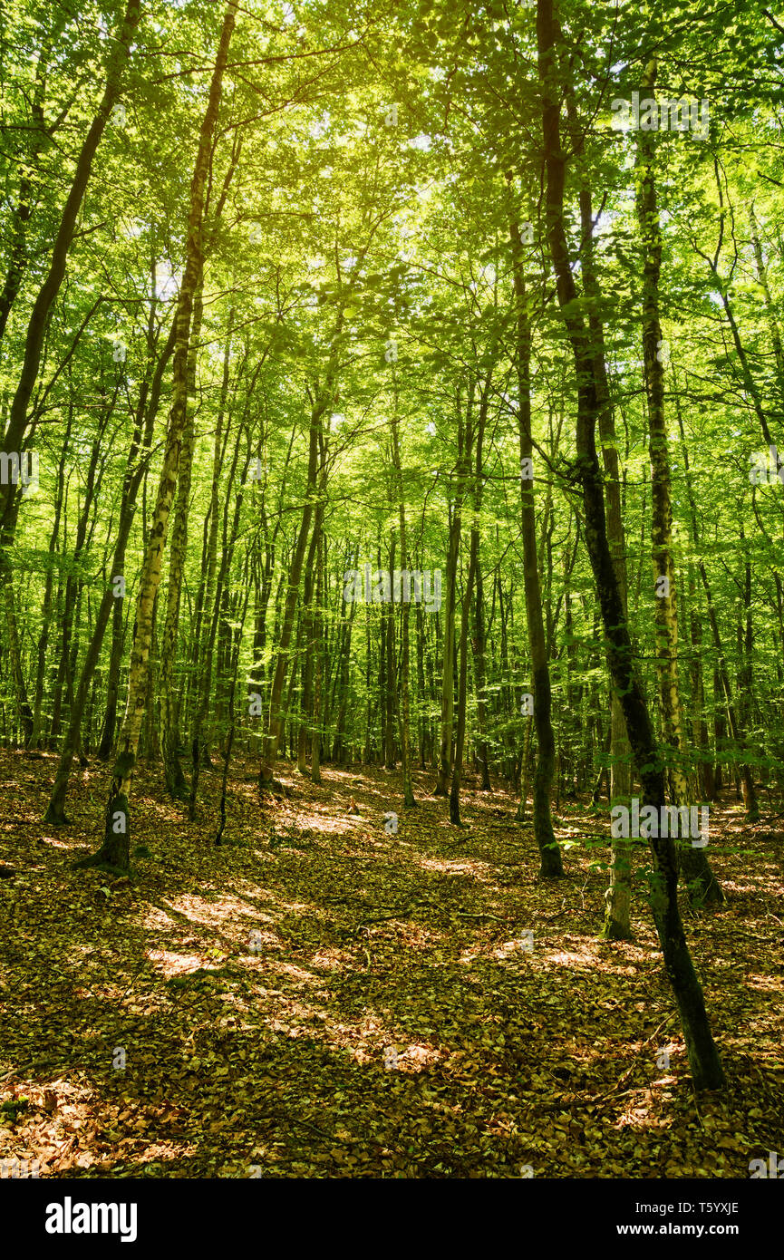 Forêt de hêtres en Poméranie, Pologne. Fagion sylvaticae dans les arbres caduques. Banque D'Images