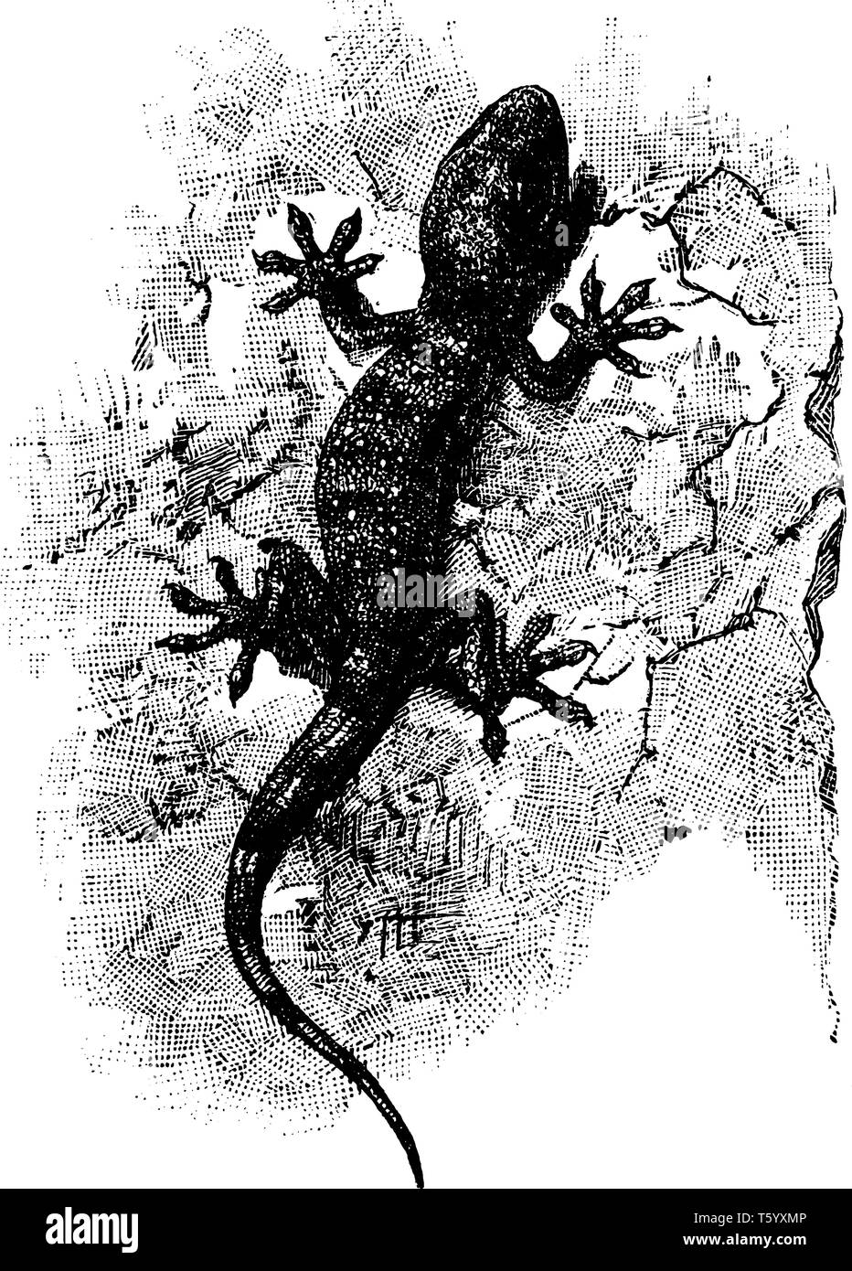 Le Tokay Gecko est un lézard dans la famille Gekkonidae de geckos, vintage dessin ou gravure illustration. Illustration de Vecteur