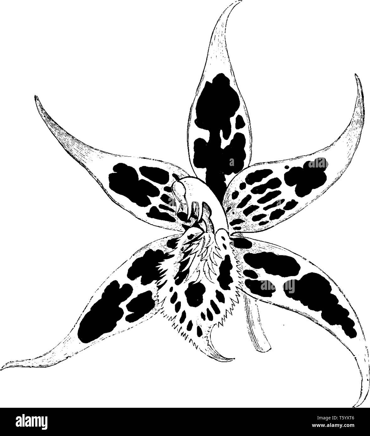 L'Odontoglossum est une espèce de trouvés à partir de la Colombie à l'Équateur. C'est un lobby de taille moyenne, les petits arbres ou terrestres dans la litière que Illustration de Vecteur